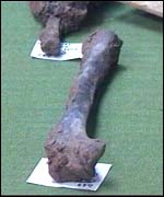 Ossa umane trovate negli scavi